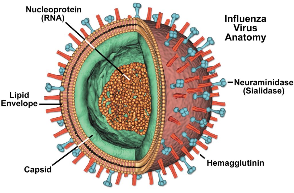 The flu virus